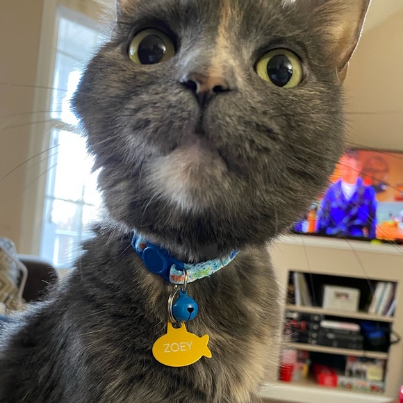 Meet your Posher, Adria - Picture 2 of 7